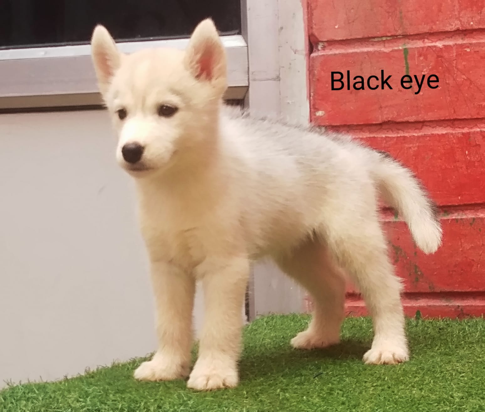 Buy online Siberian Husky dogs near you Mumbai - Breed n Breeder - Dog